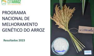 Programa Nacional de Melhoramento Genético do Arroz - Resultados 2023