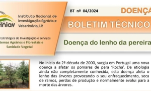 Boletim técnico atualizado sobre Doença do lenho da pereira (BT nº. 04/2024)