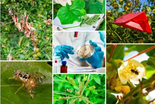 2.ª edição da Especialização Avançada em Fitossanidade Agrícola