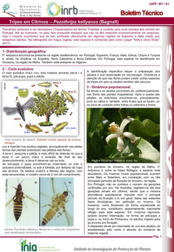 Tripes em Citrinos – Pezothrips kellyanus (Bagnall)
