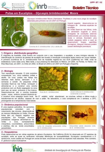 Psilas em Eucaliptos - Glycaspis brimblecombei Moore