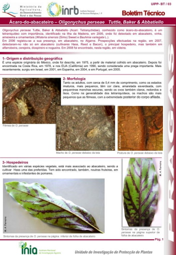 Ácaro do abacateiro - Oligonychus perseae Tuttle, Baker & Abbatiello