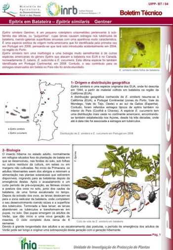 Epitrix em Batateira – Epitrix similaris Gentner