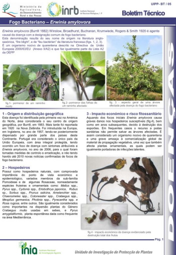 Fogo Bacteriano - Erwinia amylovora