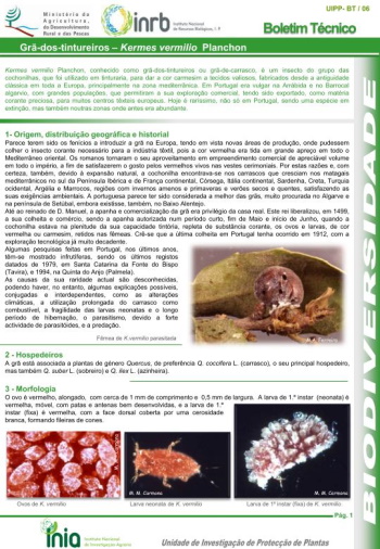 Grã-dos-tintureiros - Kermes vermilio Planchon