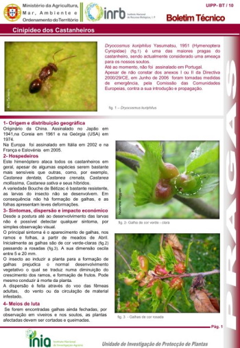 Cinipídeo dos Castanheiros - Dryocosmus kuriphilus