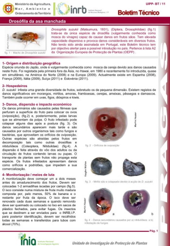 Drosófila da asa manchada - Drosophila suzukii