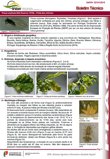 Trioza erytreae (Del Guercio 1918) – Psila dos citrinos
