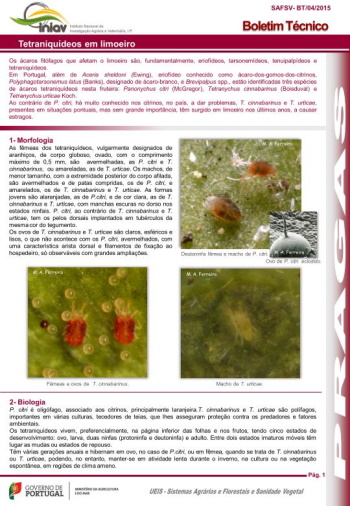 Tetraniquídeos em limoeiro