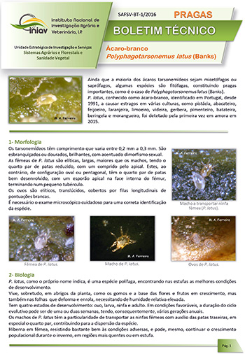 Ácaro-branco - Polyphagotarsonemus latus (Banks)