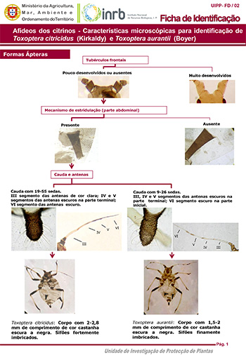 Afídeos dos citrinos - Características microscópicas para identificação de Toxoptera citricidus (Kirkaldy) e Toxoptera aurantii (Boyer)
