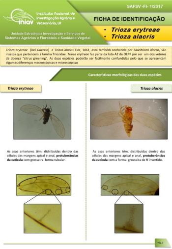 Trioza erytreae (Del Guercio) e Trioza alacris