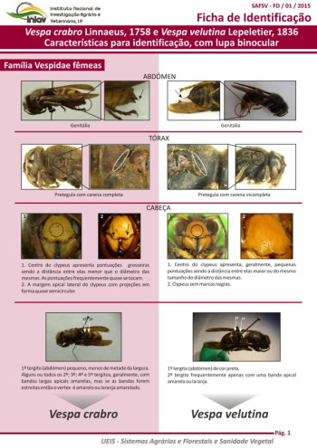 Vespa crabro Linnaeus, 1758 e Vespa velutina Lepeletier, 1836 - Características para identificação, com lupa binocular
