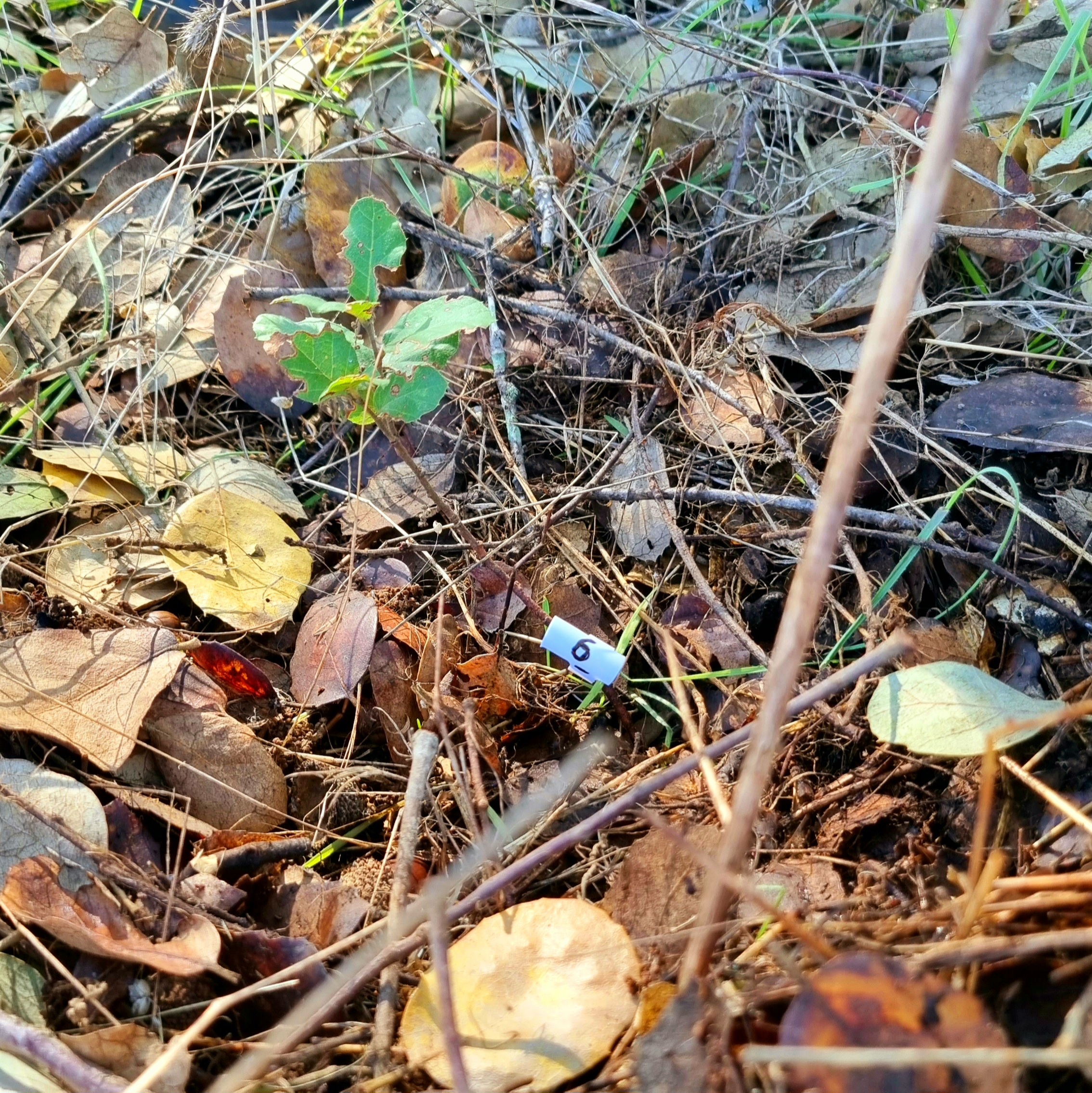 Recent and high grazing pressure limit cork oak seedling resprouting and survival
