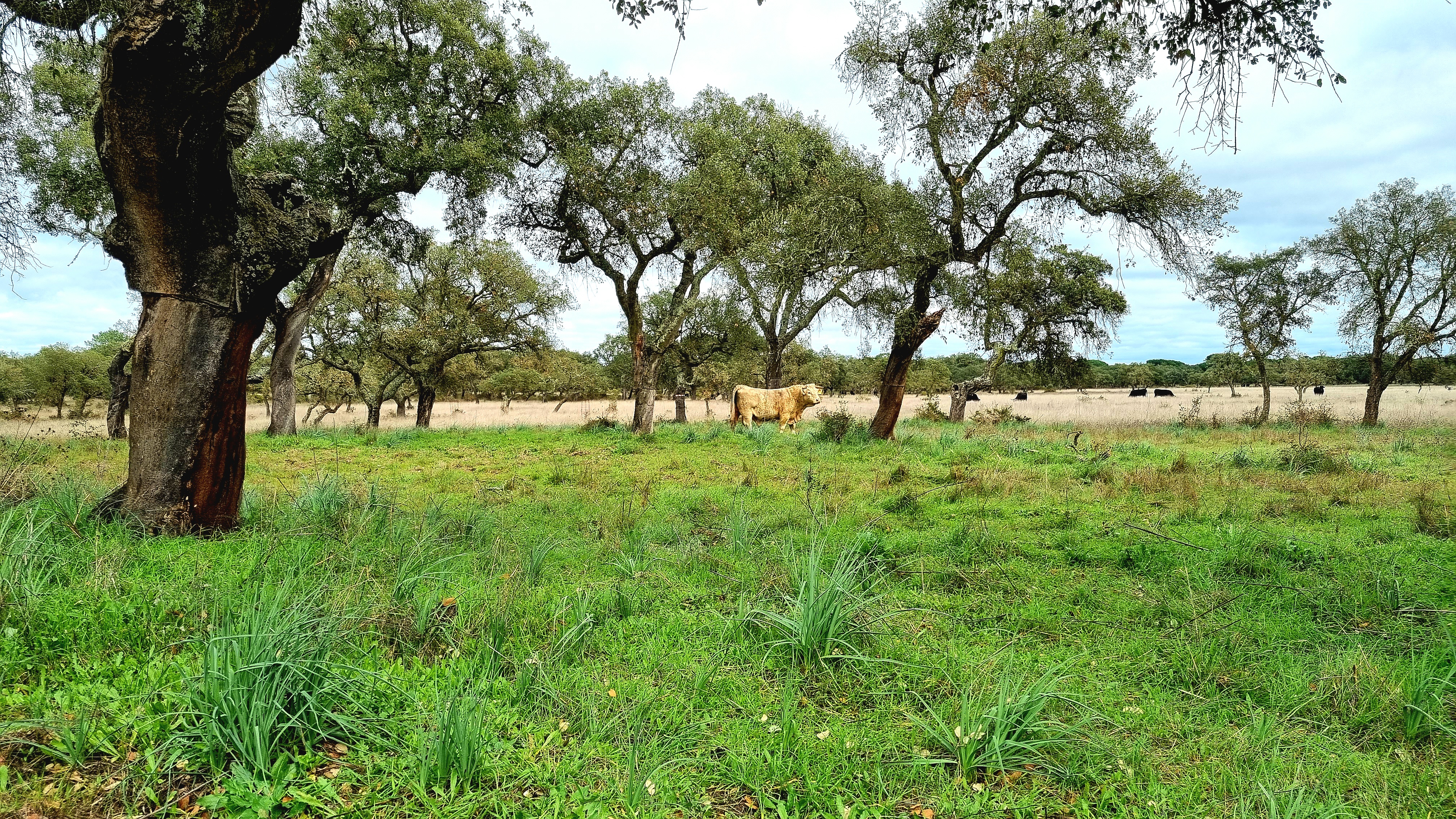 Recent and high grazing pressure limit cork oak seedling resprouting and survival