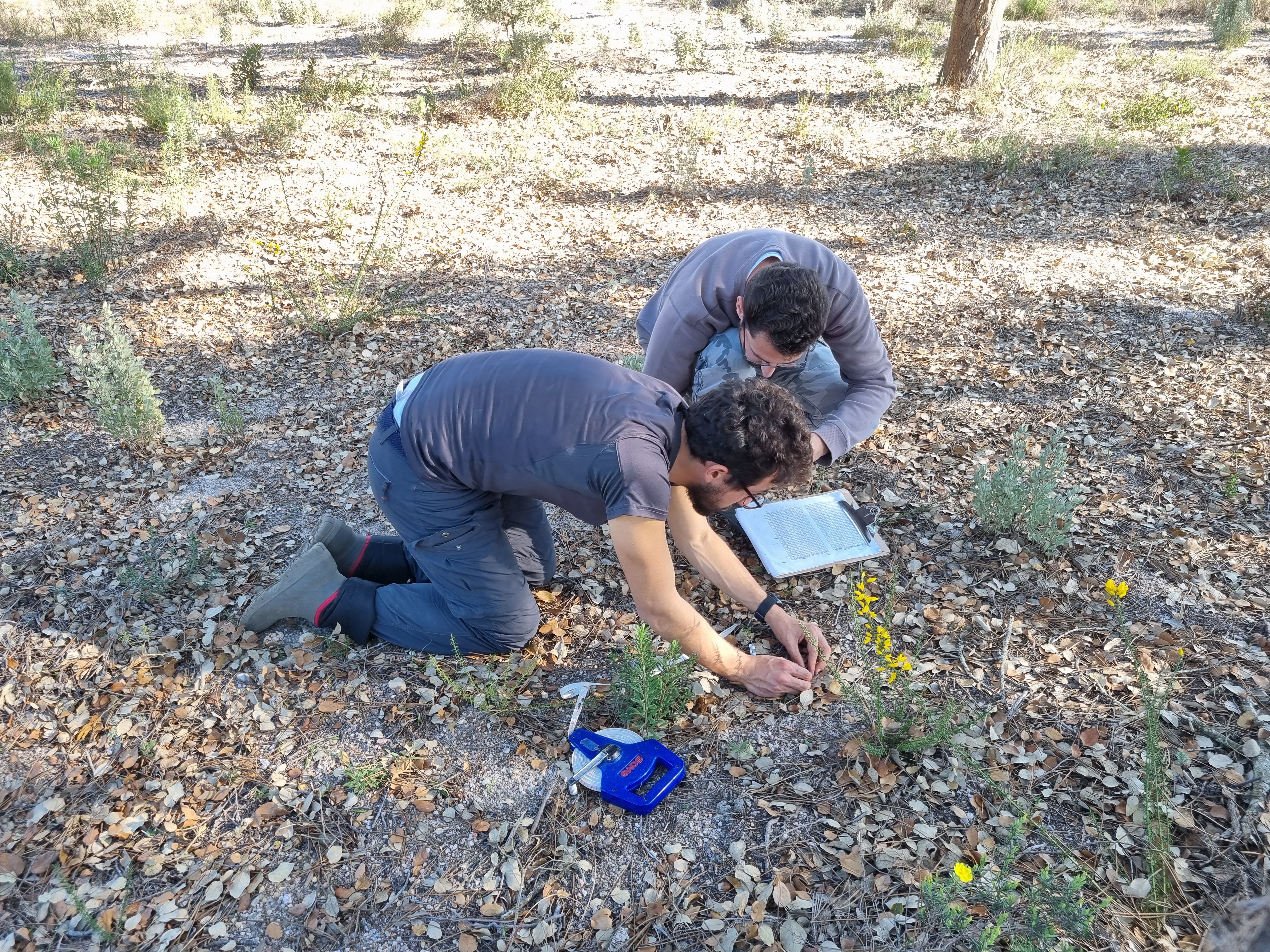 Recent and high grazing pressure limit cork oak seedling resprouting and survival