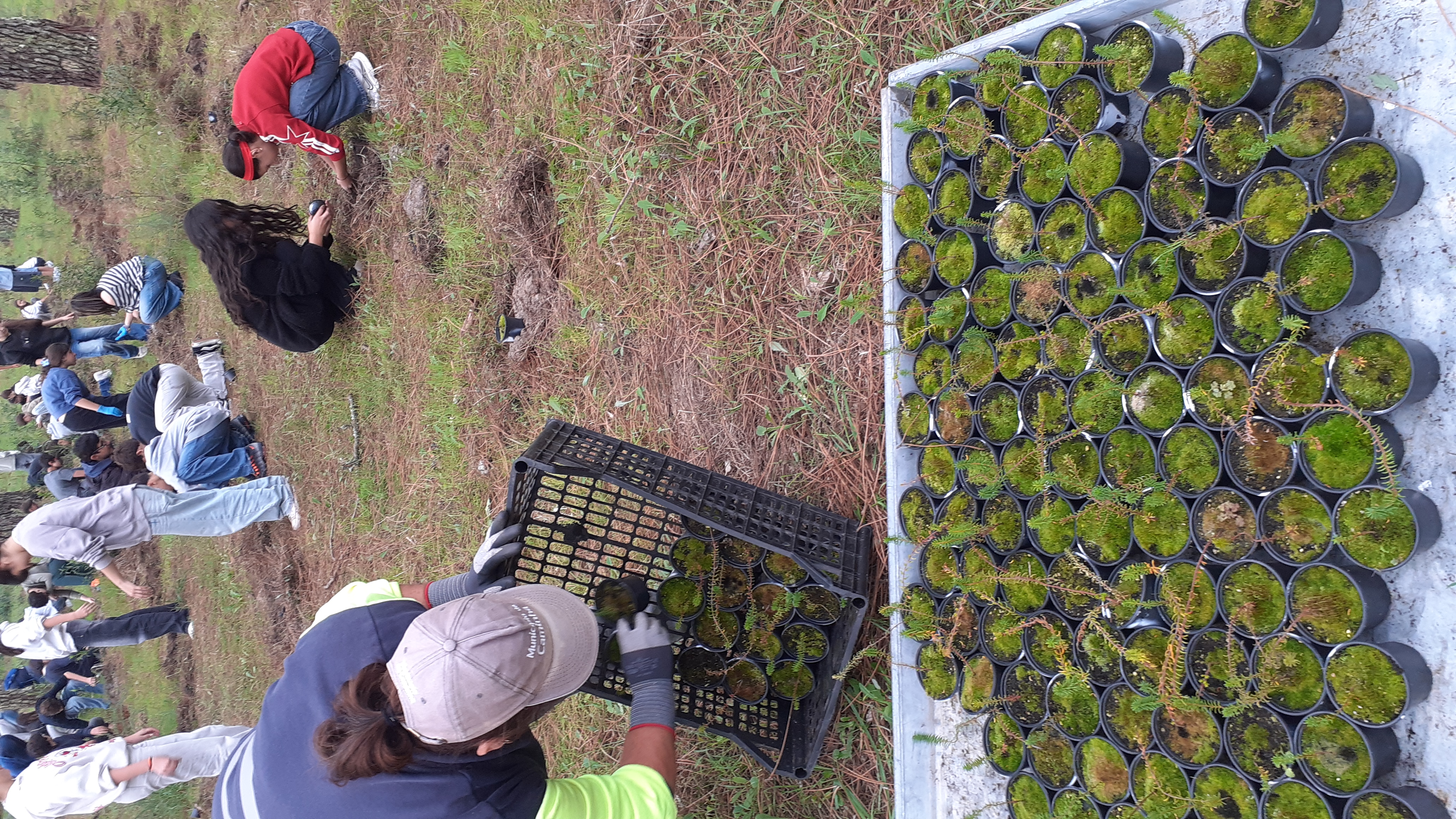 Plantação camarinhas Plantação camarinhas