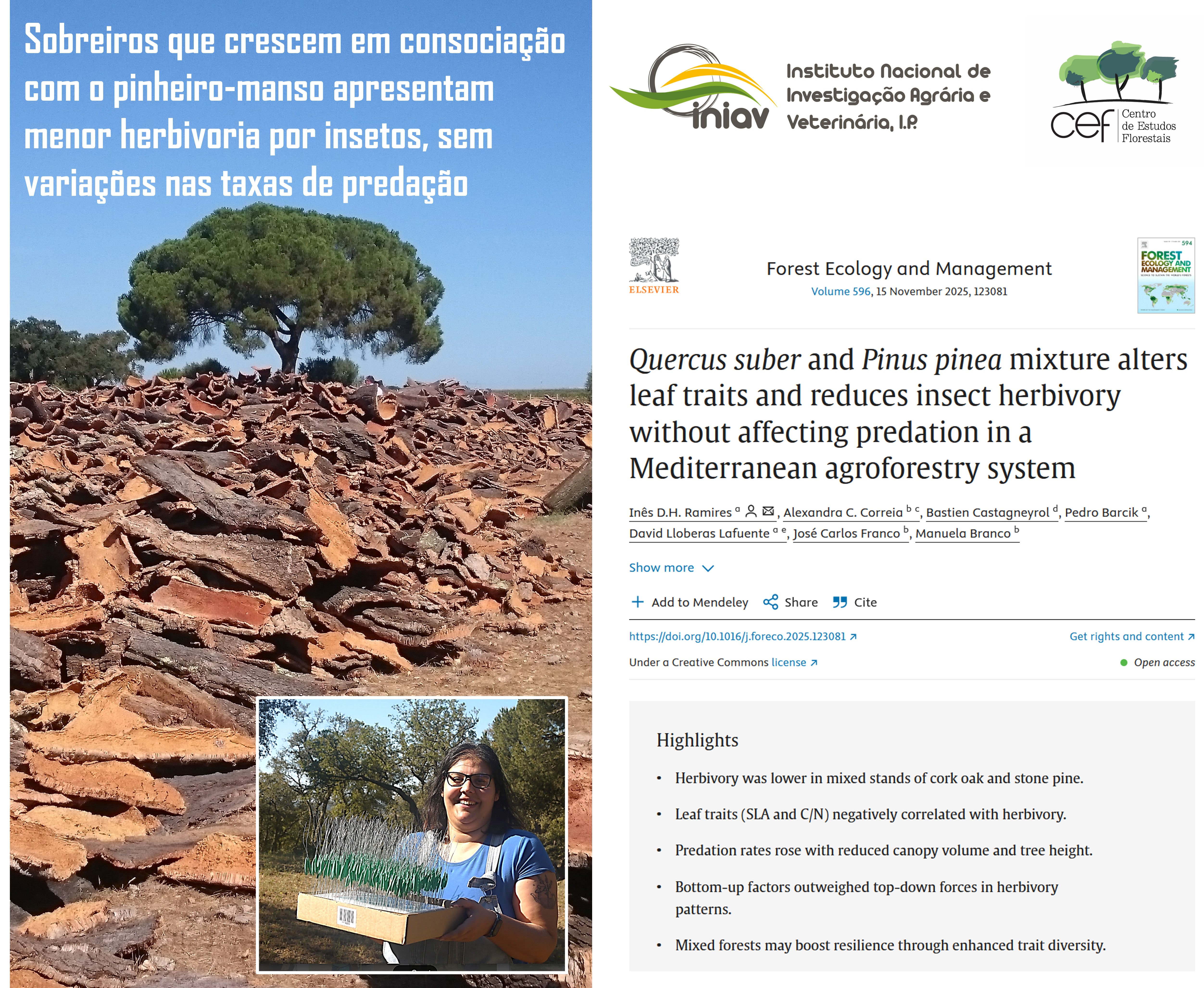 Sobreiro em mistura com pinheiro-manso apresenta menor herbivoria por insetos sem variação na predação | ARTIGO ONLINE