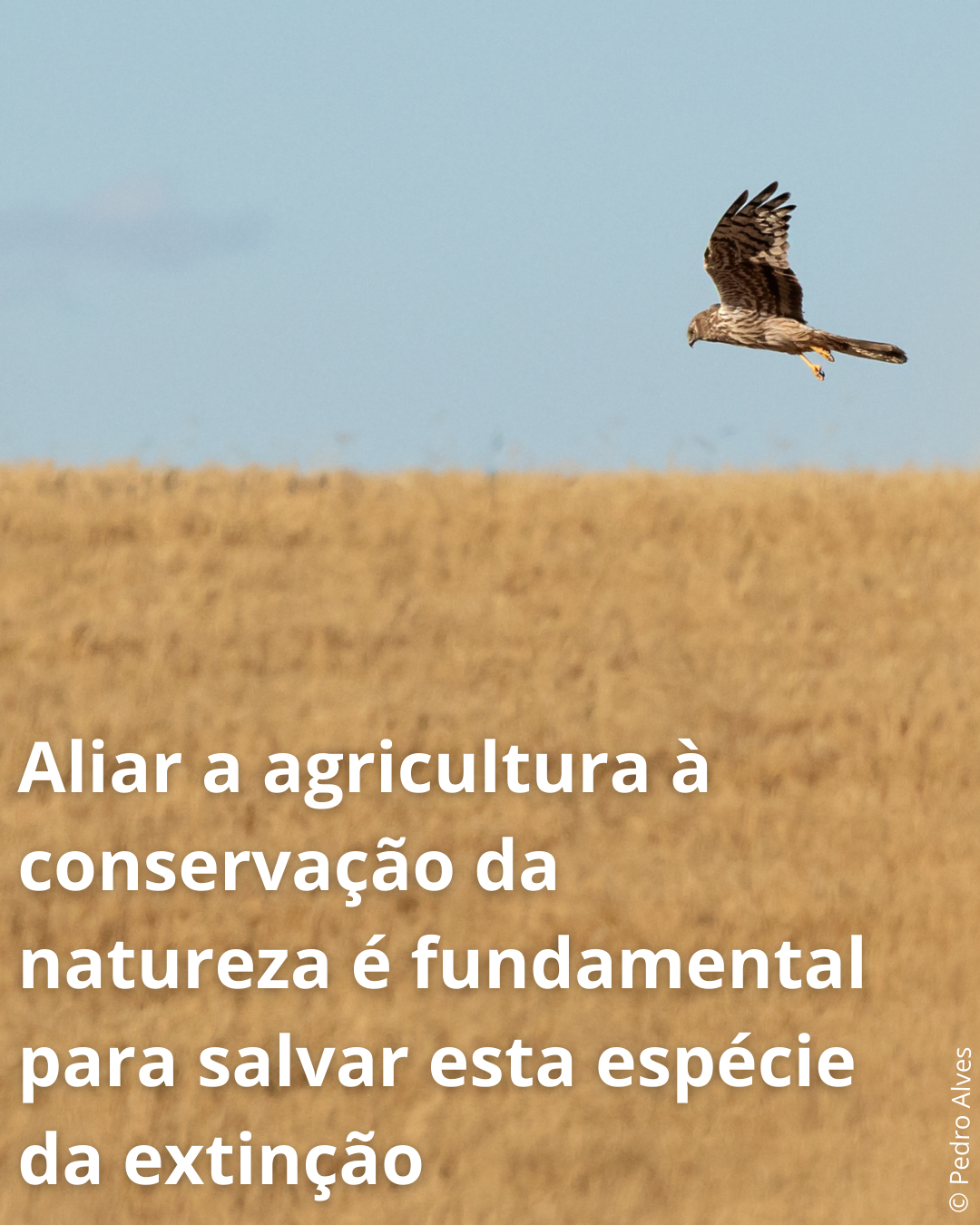 1 CI campanha 2025 suportes RS