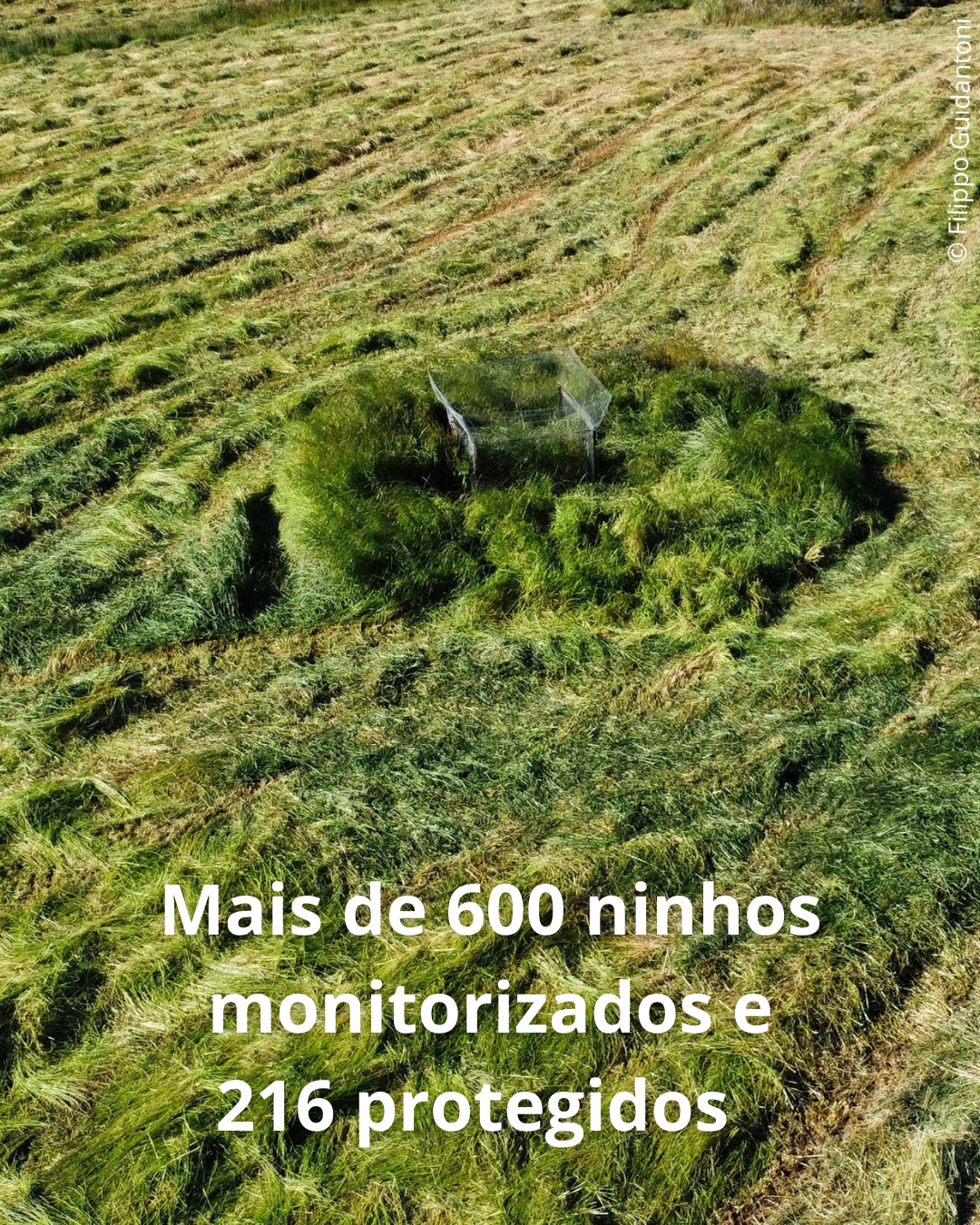 1 CI campanha 2025 suportes RS