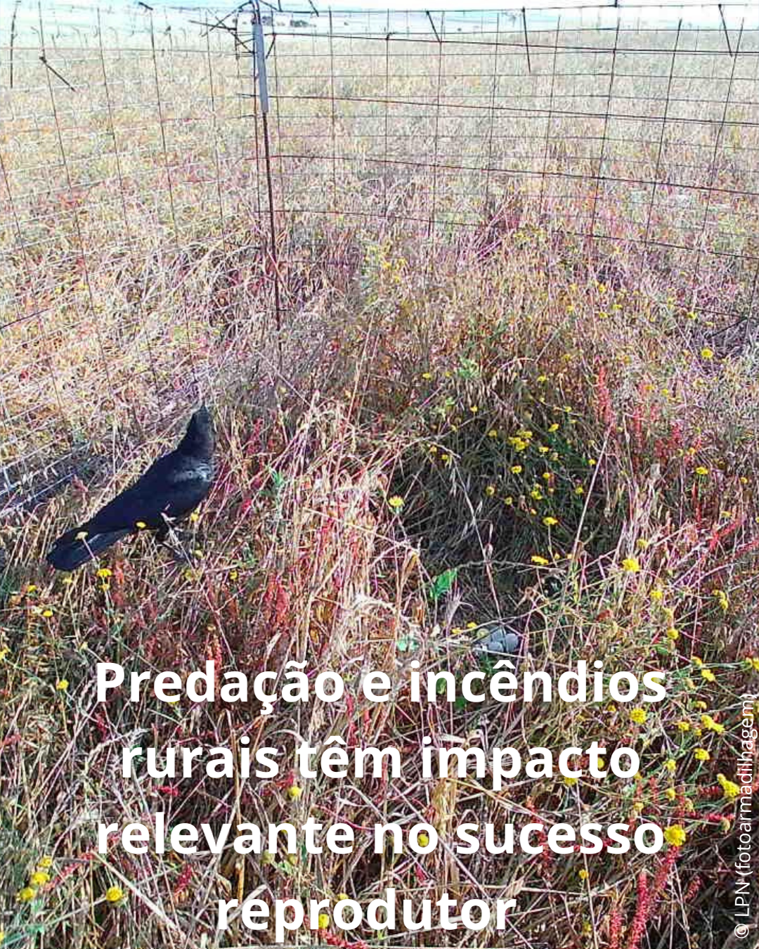 1 CI campanha 2025 suportes RS