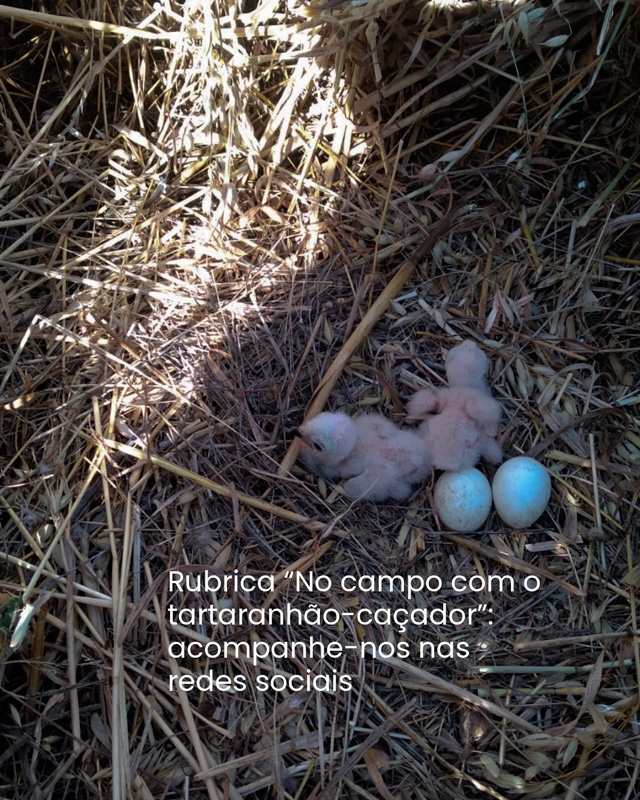 Comunicado de imprensa 