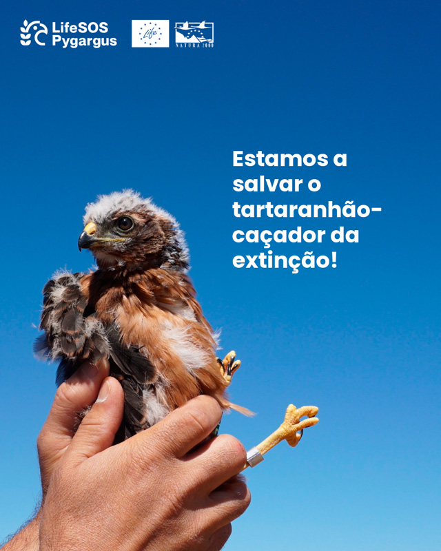 Comunicado de imprensa 