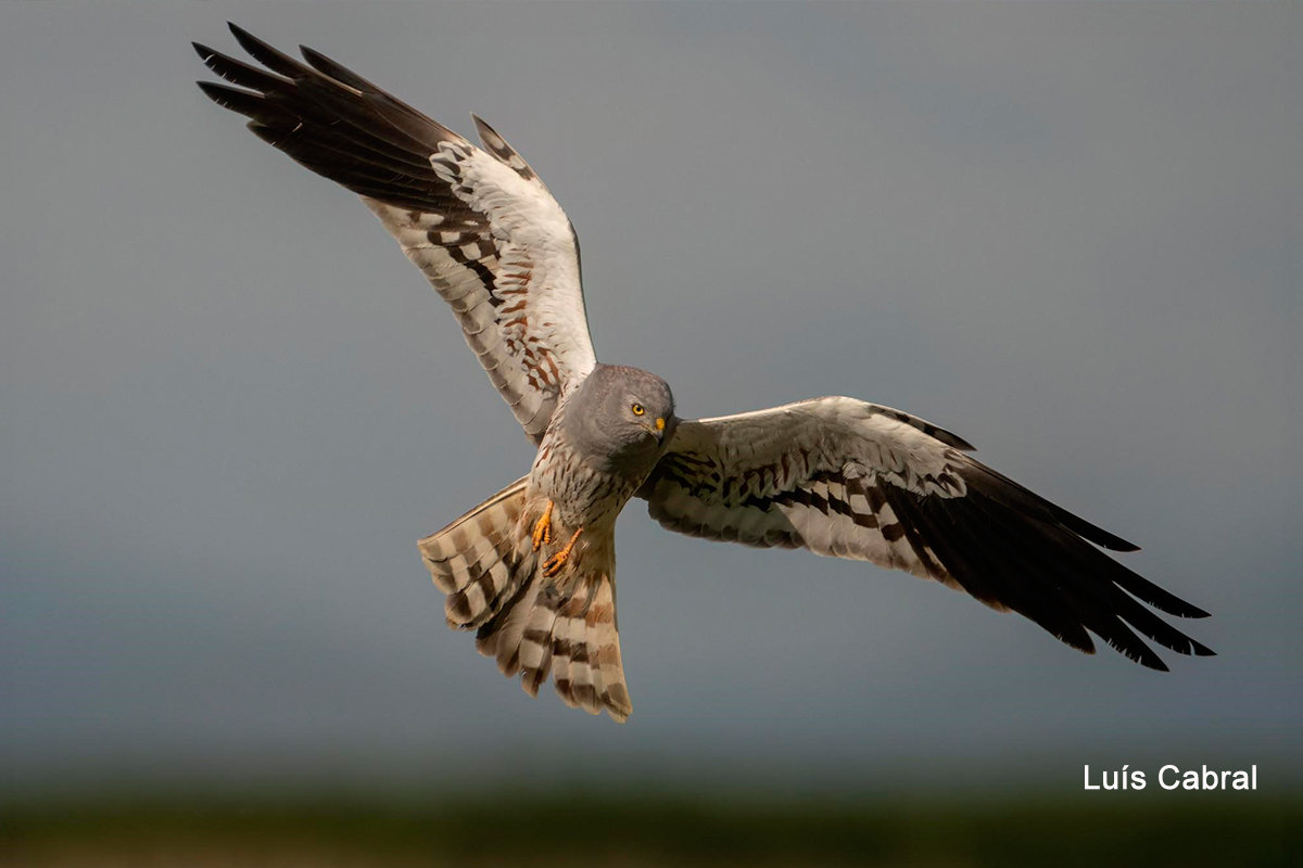 Tartaranhão-caçador macho. Fotografia Luís Cabral. Tartaranhão-caçador macho. Fotografia Luís Cabral