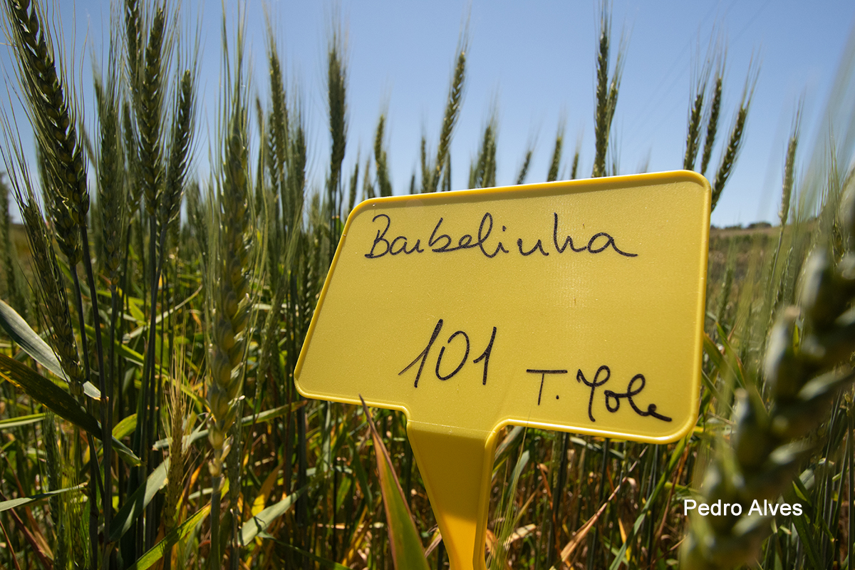 Ensaios cereais credito Pedro Alves Palombar