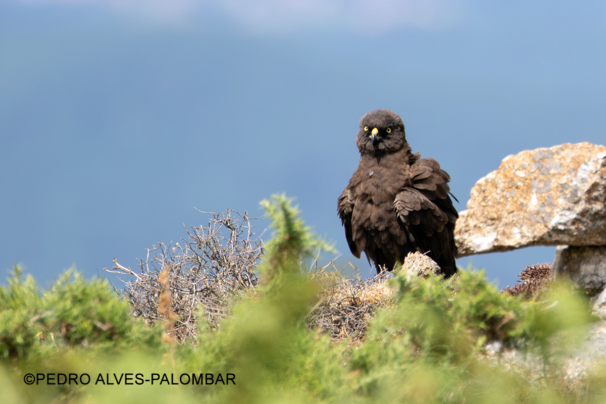 Tartaranhao cacador femea adulta melanica foto Pedro Alves Palombar
