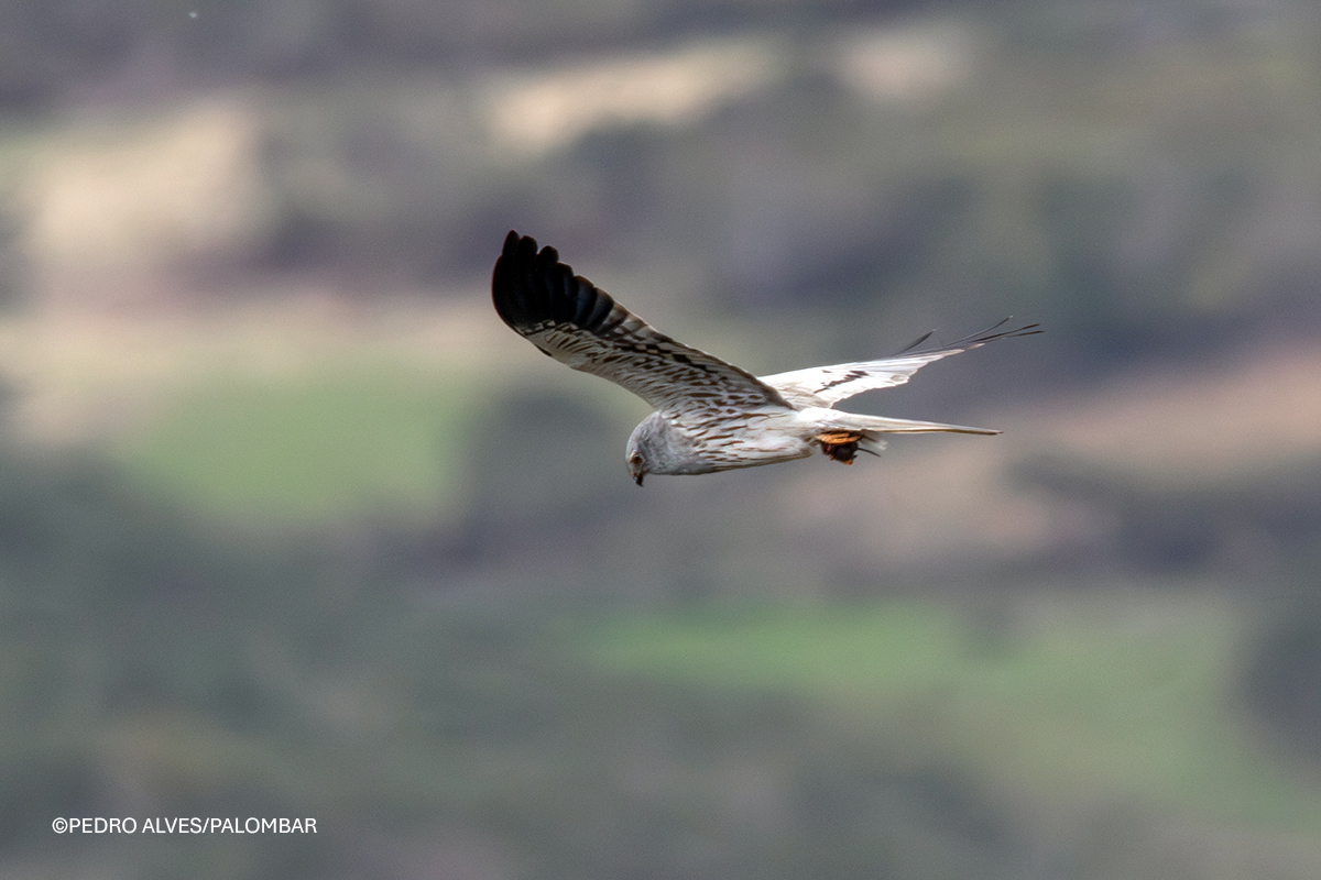 Tartaranhão caçador com presa fotografia Pedro Alves