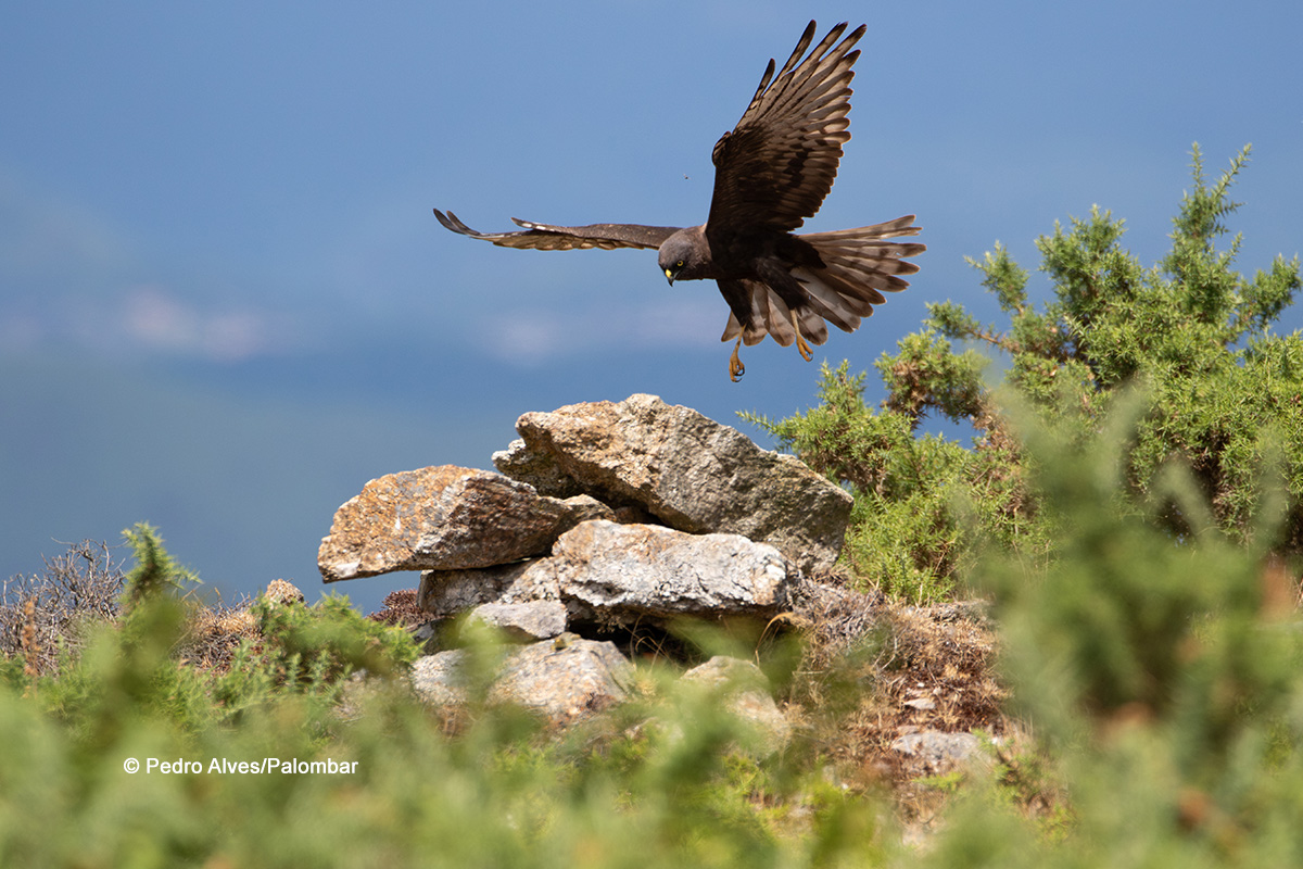 Tartaranhão-caçador melânico numa zona com matos em área montanhosa. Fotografia Pedro Alves/Palombar