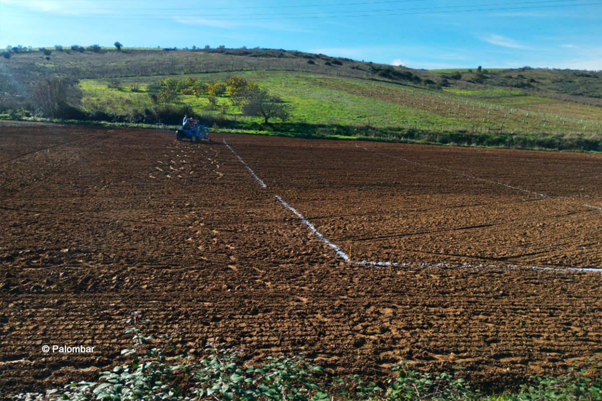 Segundo ano de ensaios das variedades de cereais testadas já arrancou. Fotografia Palombar.