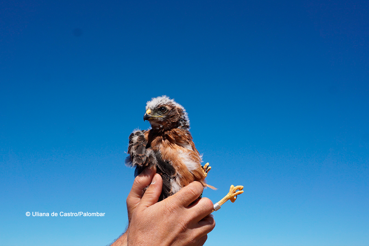 Estamos a salvar o tartaranhão-caçador da extinção. Fotografia Uliana de Castro/Palombar