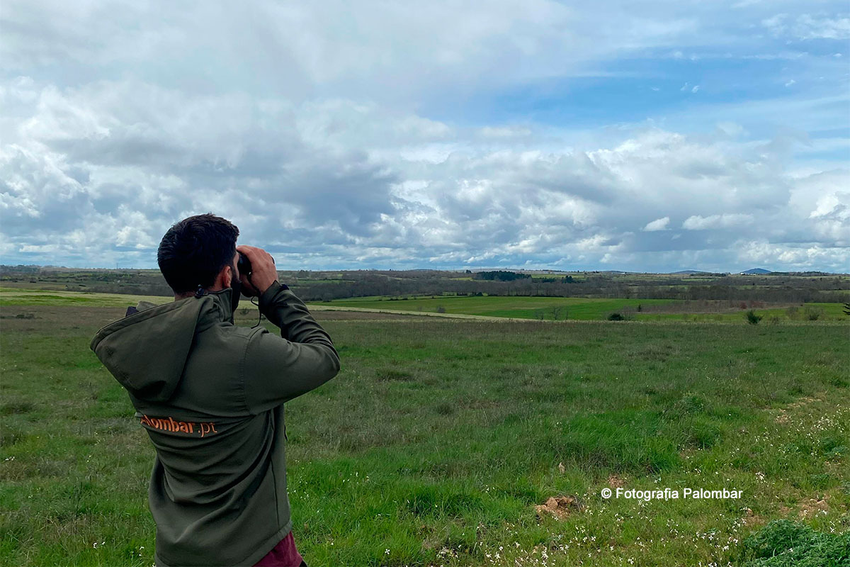 Monitorização da espécie é feita pelos parceiros do projeto durante o período em que esta se encontra na Península Ibérica, na primavera e no verão. Fotografia Palombar