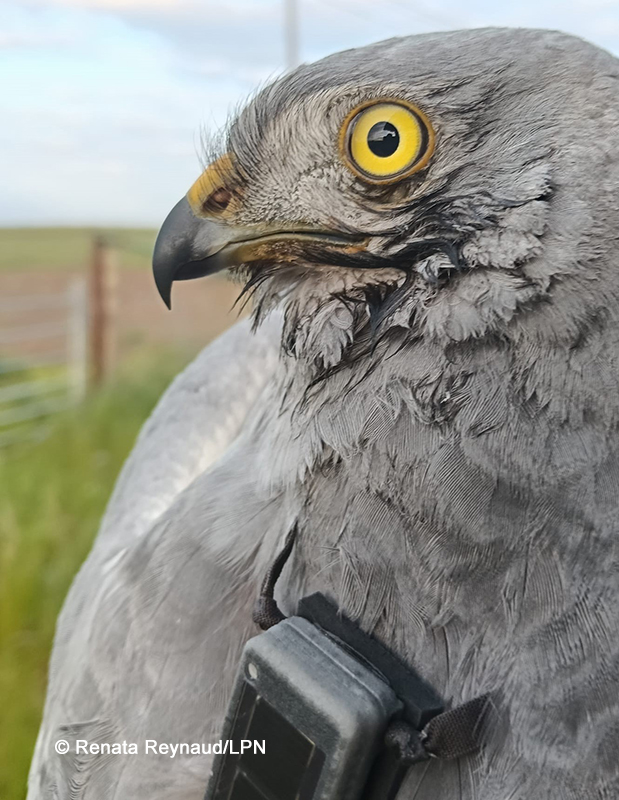 Tartaranhão-caçador marcado com GPS. Fotografia Renata Reynaud/LPN