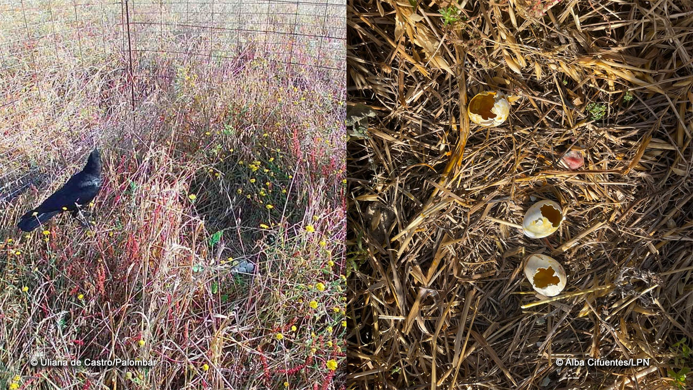 Ninho predado por uma gralha, após ser abandonado pelos progenitores. Fotografias: esquerda fotoarmadilhagem/LPN, direita Alba Cifuentes/LPN 