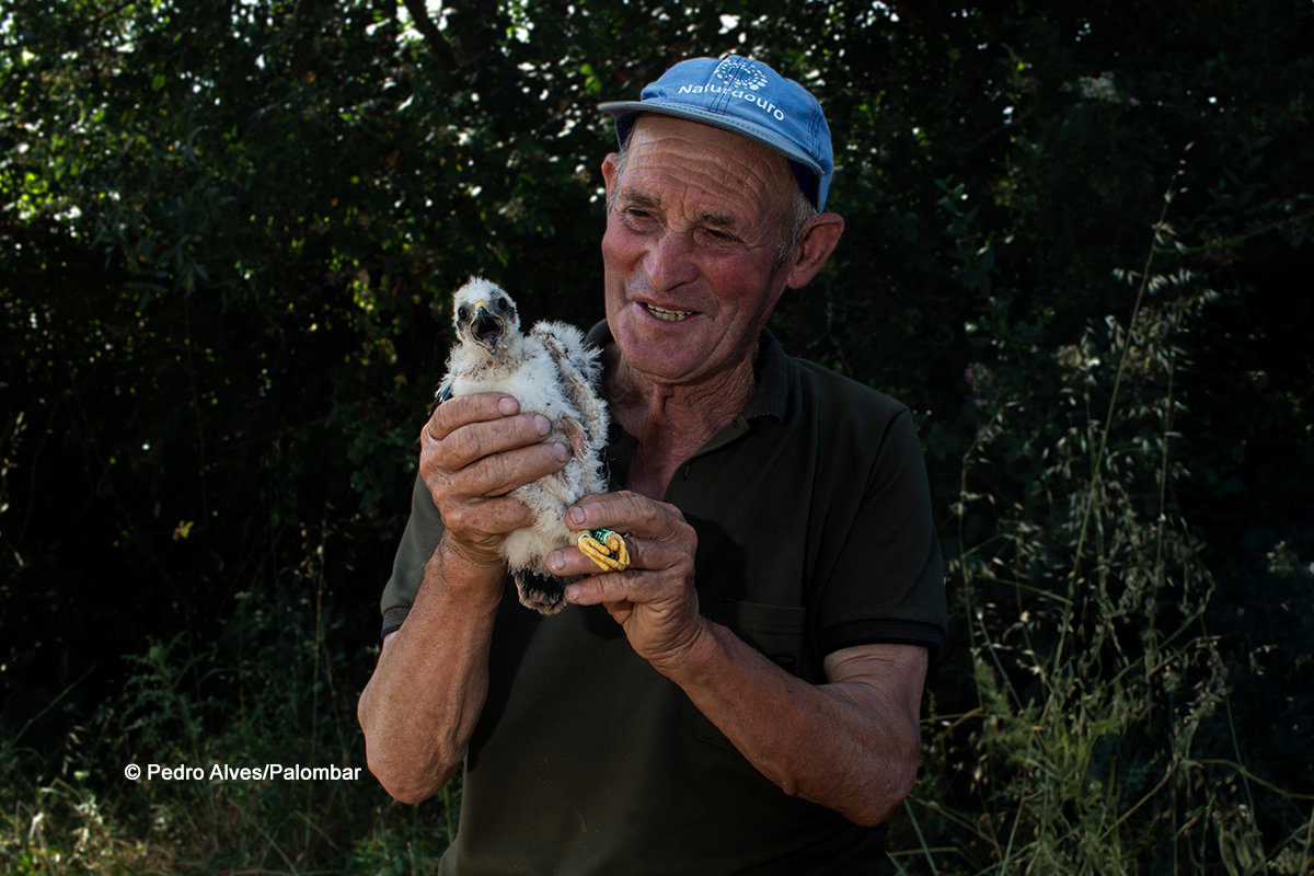Agricultor que colabora ativamente para proteger o tartaranhão-caçador segura, por breves instantes, uma cria durante uma sessão de anilhagem e proteção de ninho no Planalto Mirandês. Fotografia Pedro Alves/Palombar.