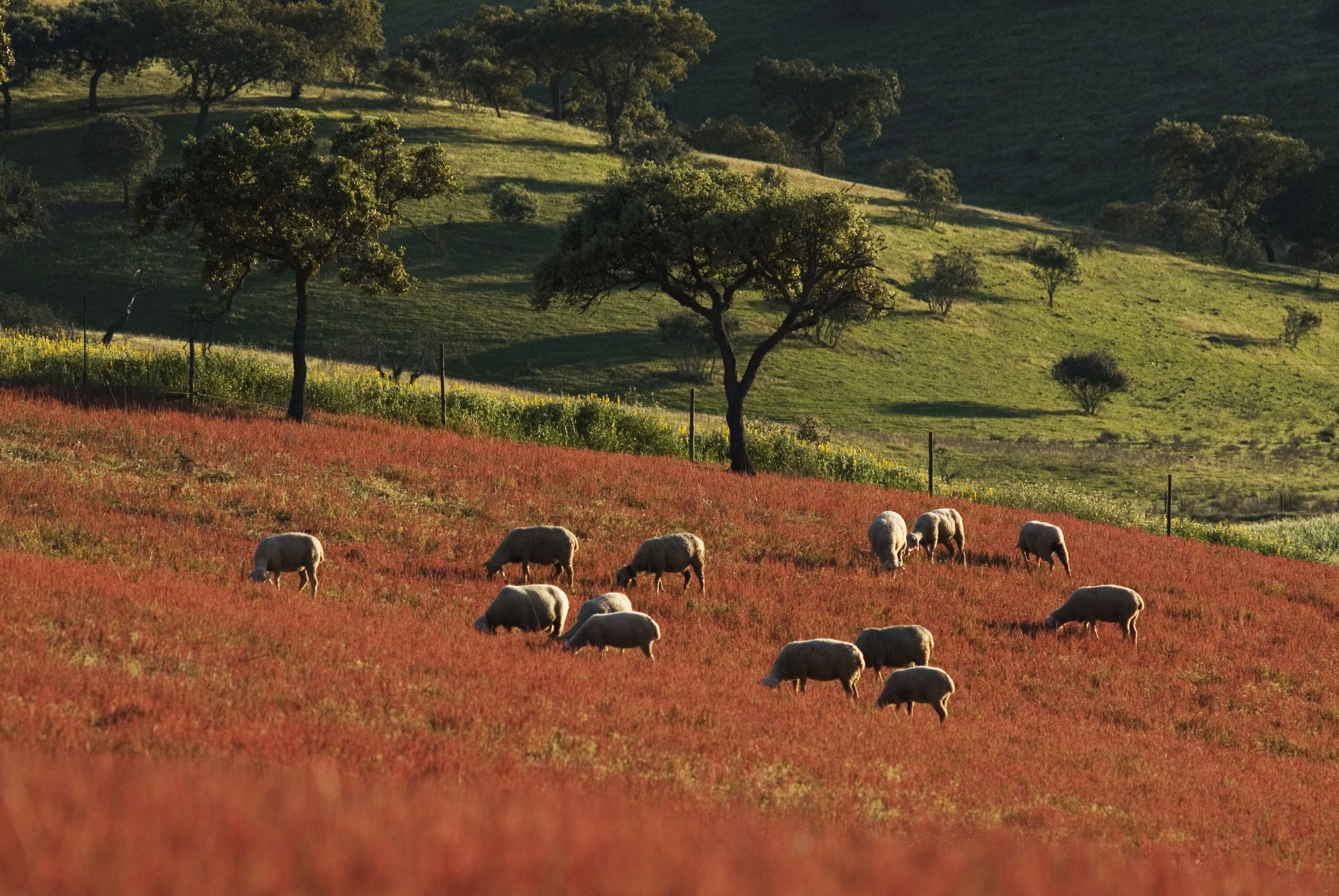 Montado da Serra de Serpa reconhecido pela FAO como Sistema Agrícola Património Mundial