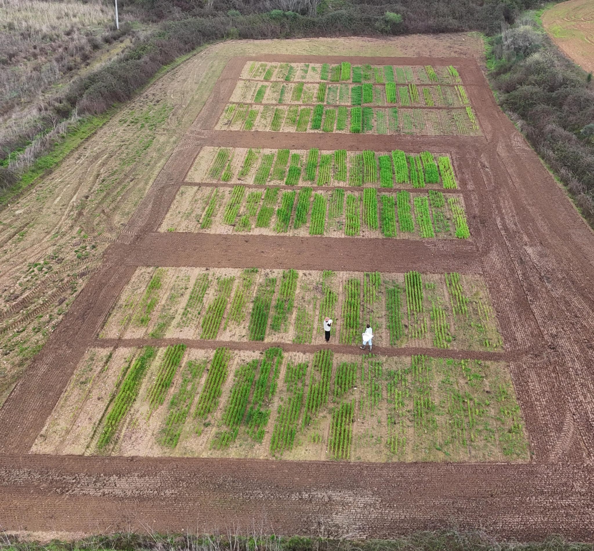 Investigadores do INIAV-Elvas acompanham ensaios do projeto SOS PYGARGUS Investigadores do INIAV-Elvas acompanham ensaios do projeto SOS PYGARGUS