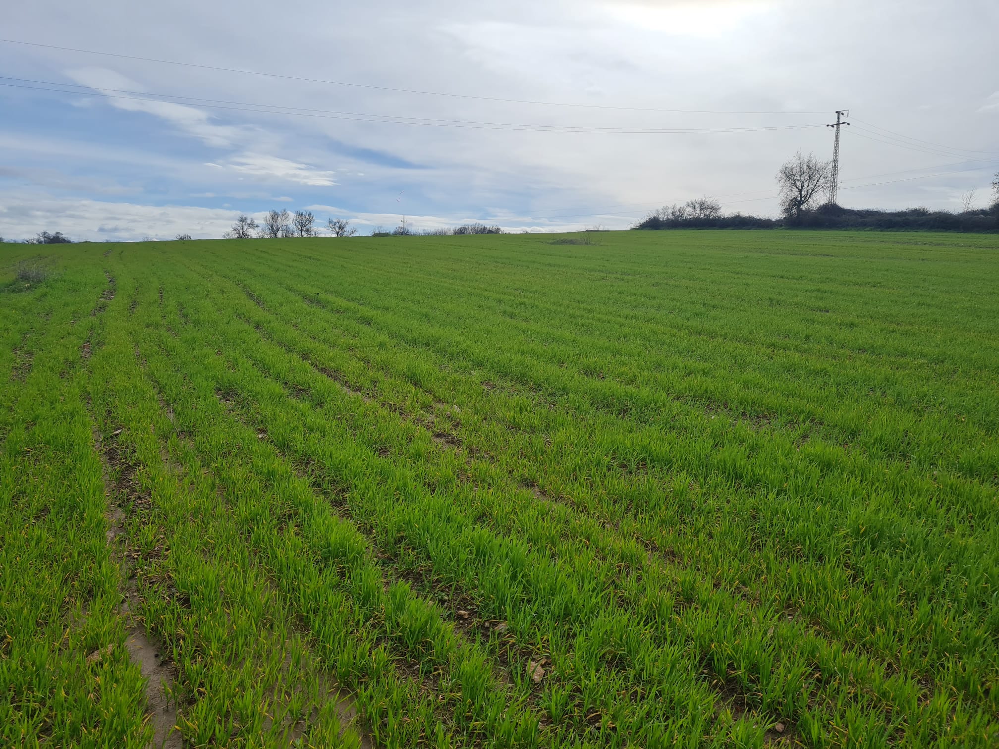 Investigadores do INIAV-Elvas acompanham ensaios do projeto SOS PYGARGUS Investigadores do INIAV-Elvas acompanham ensaios do projeto SOS PYGARGUS