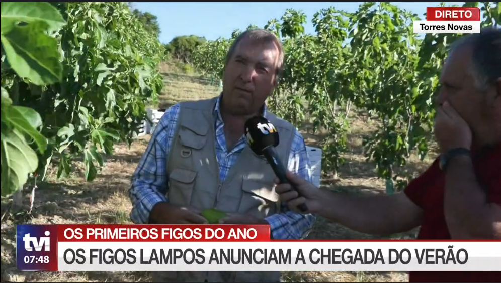 produção de figos lampos produção de figos lampos
