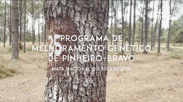 melhoramento genetico pinheiro bravo centro pinus