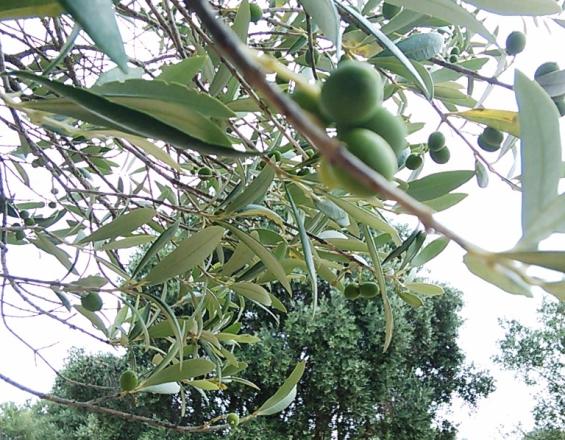 Dia Mundial da Oliveira celebrado em Oeiras