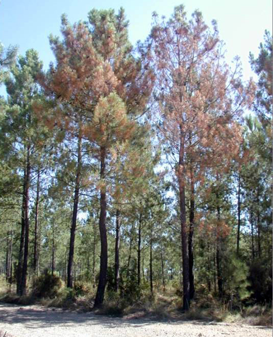 Nemátode-da-madeira-do-pinheiro (<em>Bursaphelenchus xylophilus</em>) nemátode-da-madeira-do-pinheiro