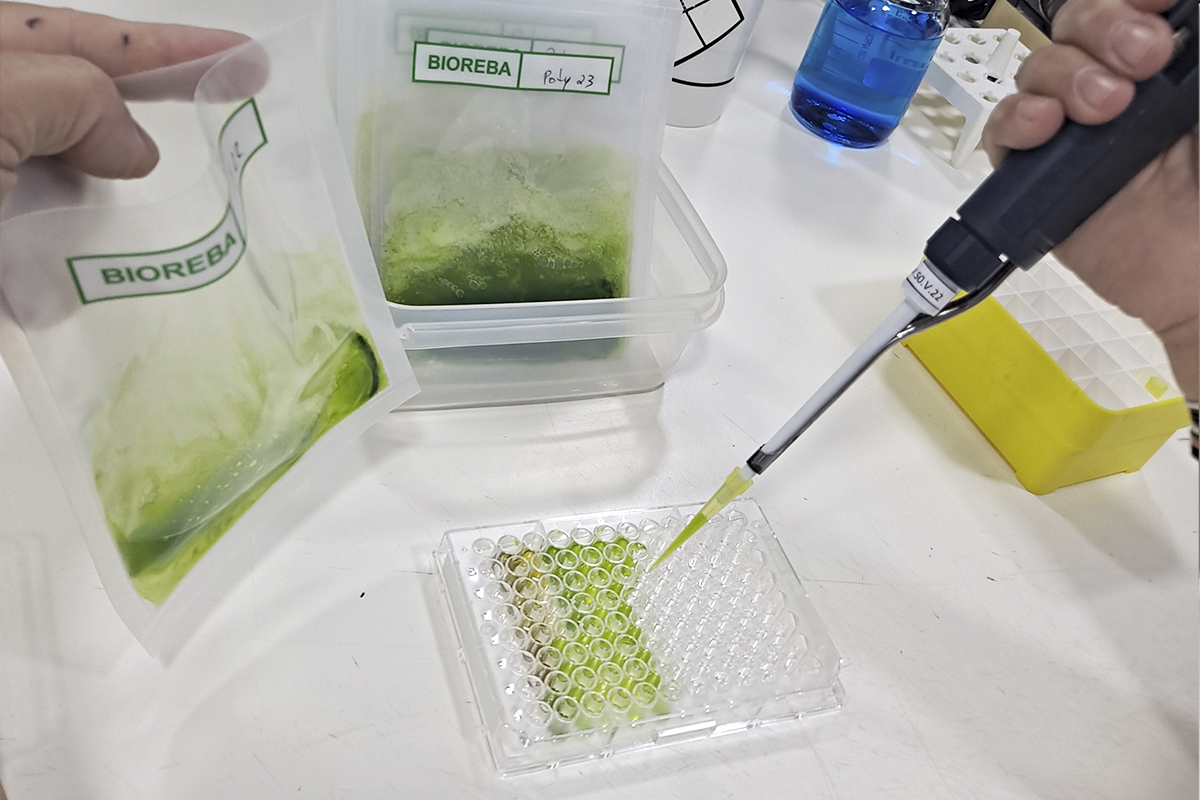 Laboratorio de fitovirologia