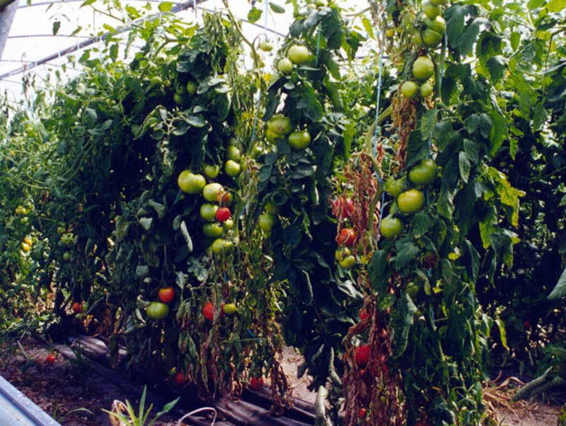 Sintomas da doença do mal murcho causados por Ralstonia solanacearum, em tomateiro