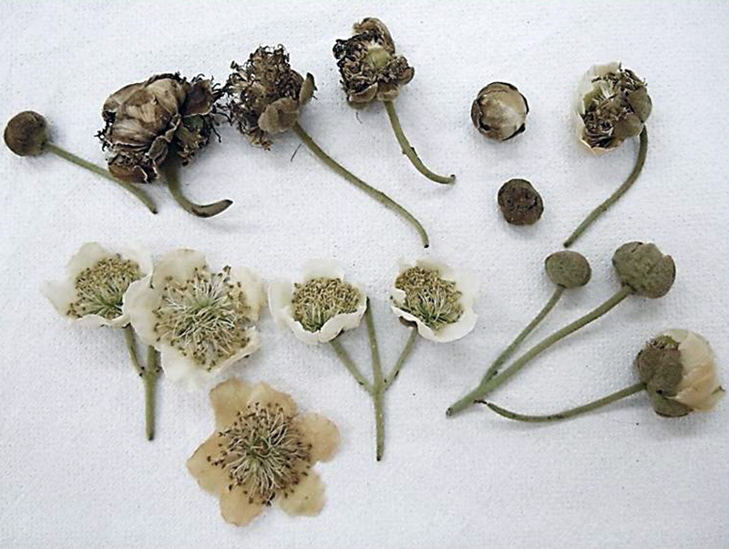 Sintomas da doença do cancro bacteriano causados por Pseudomonas syringae pv. actinidiae, em flores de kiwi