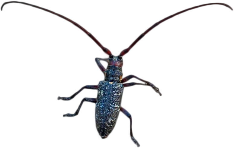 Monochamus galloprovincialis o principal vector de Bursaphelenchus xylophilus na Península Ibérica