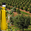 Olivicultura e Azeite